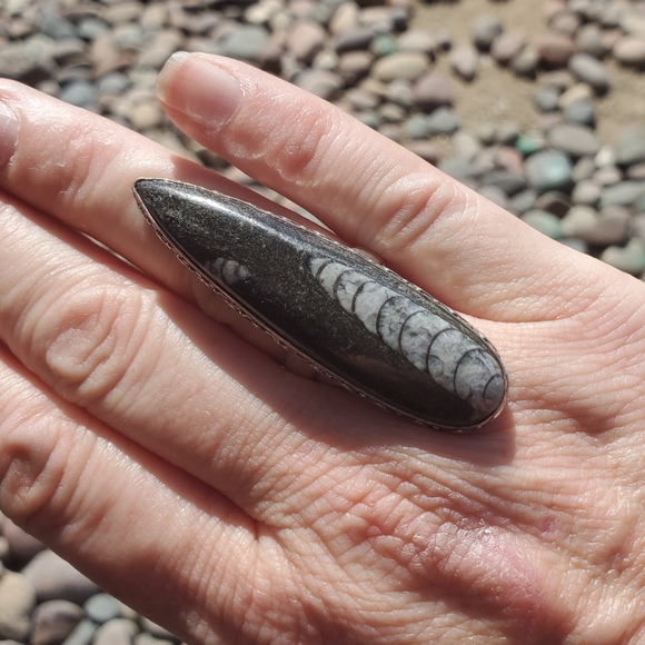 New Oversized Orthoceras Fossil 925 Silver Statement Ring. - Picture 5 of 16